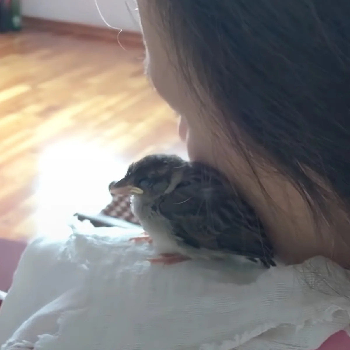 A person holds a small bird on their shoulder, with sunlight streaming through a window.