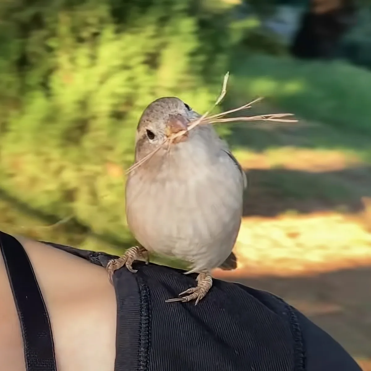 A small bird perched on a person's shoulder, holding twigs in its beak.