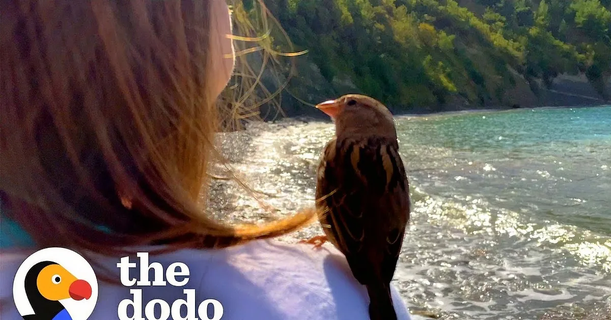 Orphaned Baby Sparrow Gets Best Life From Couple That Rescued Her
