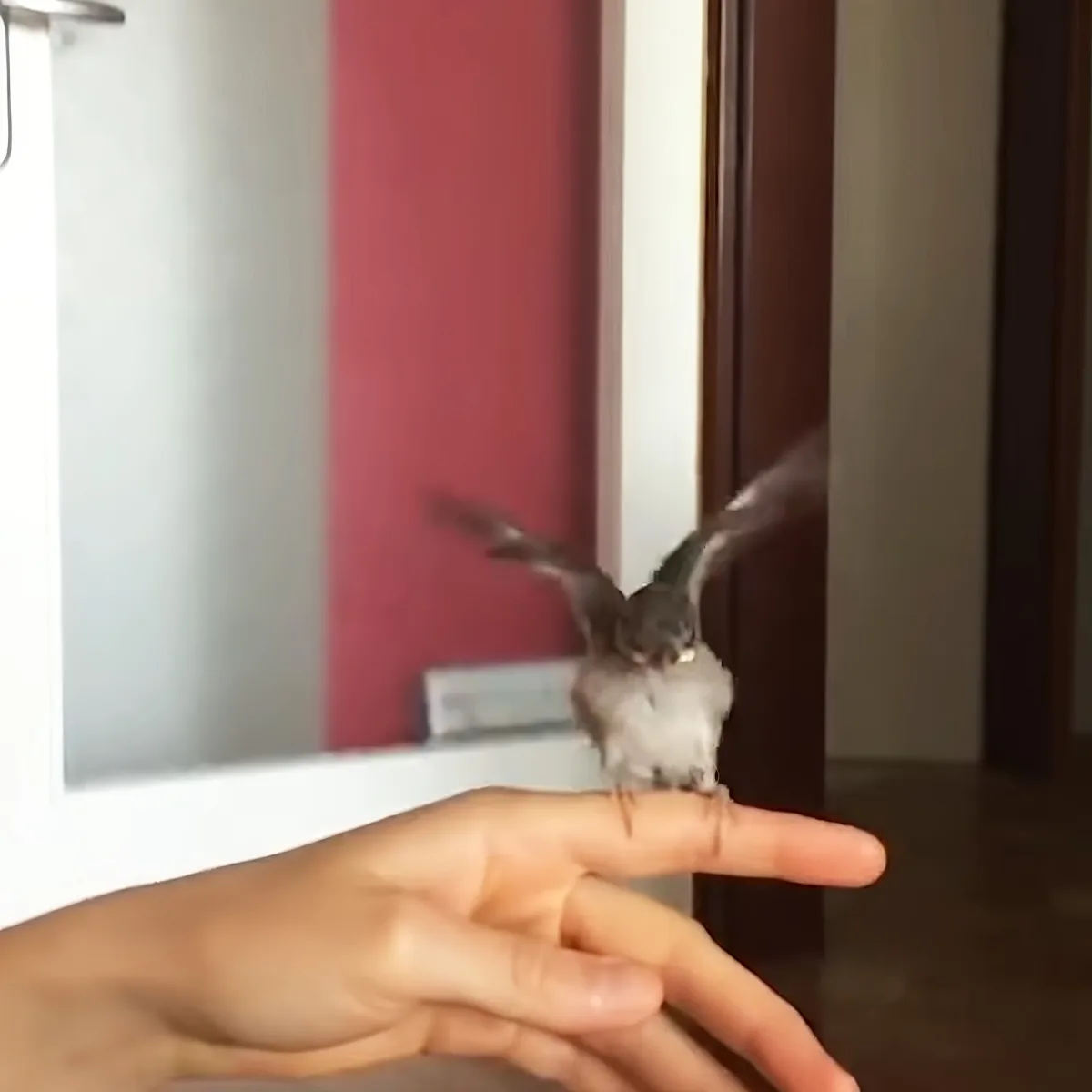 A tiny bird perches on a person's finger, wings slightly spread, in a room with a red wall and white door.