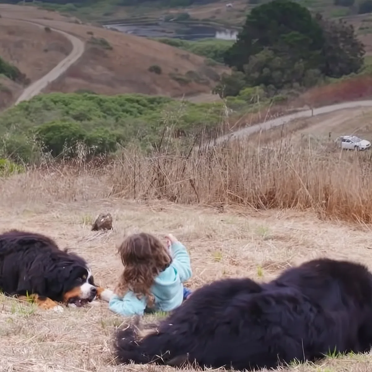 Dogs and toddler