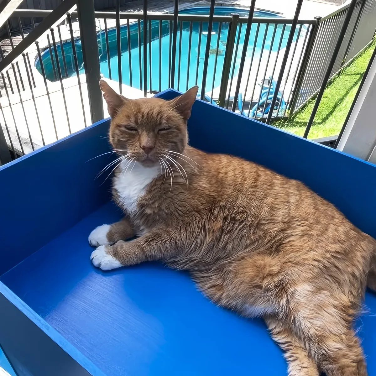 An orange and white cat lounges in a blue plastic container, with a pool and grass in the background.