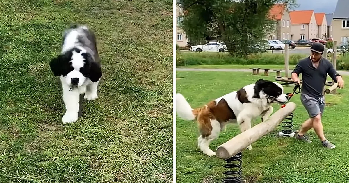 St. Bernard Puppy Growing up in Adorable Timelapse Video