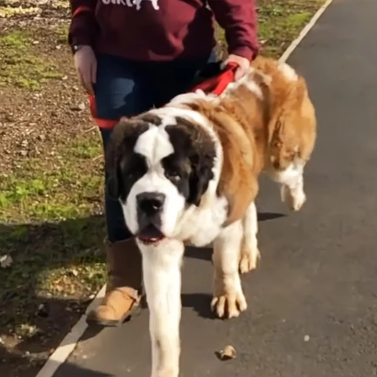 A large Saint Bernard dog with a white and brown coat is being walked on a leash by a person in a maroon jacket.