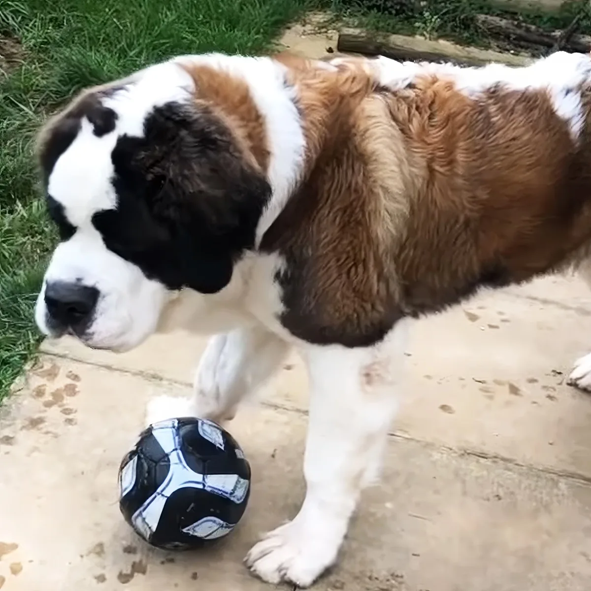 A St. Bernard puppy with a black and white face stands on a concrete surface next to a soccer ball.