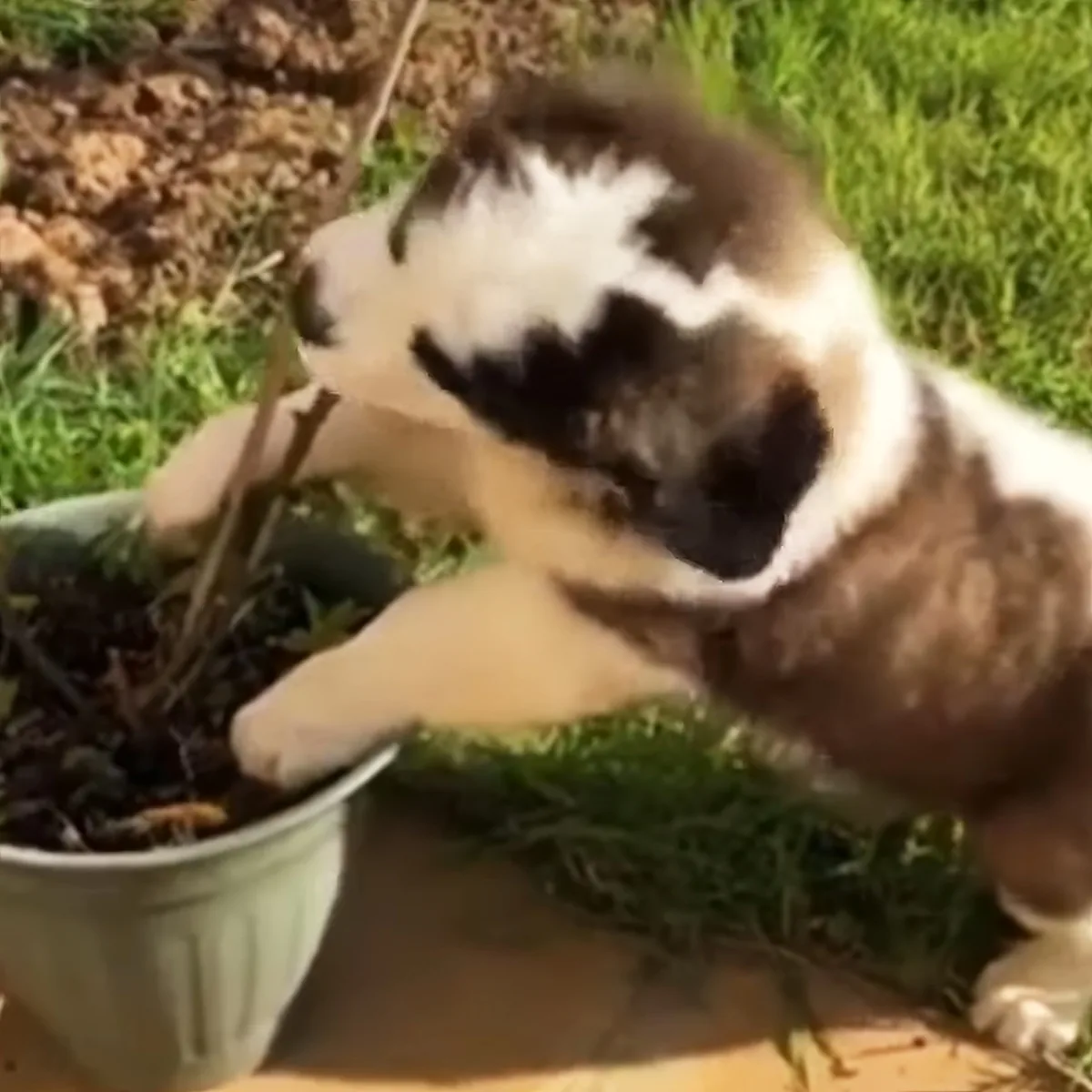 St. Bernard puppy