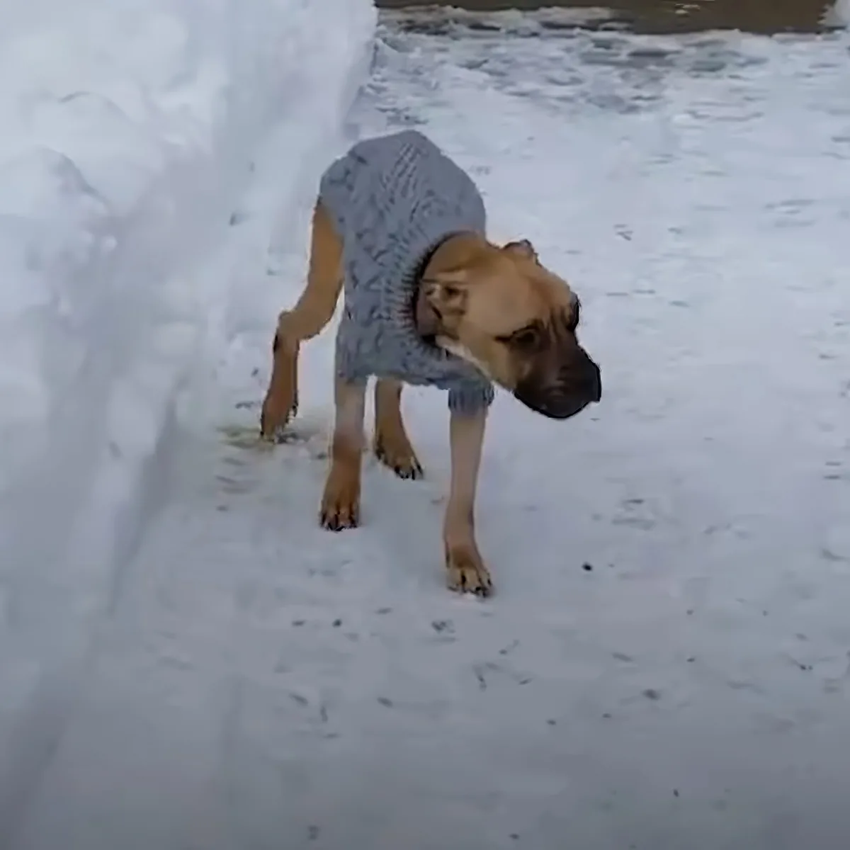 A dog wearing a sweater stands in snow, looking down with its head slightly lowered.