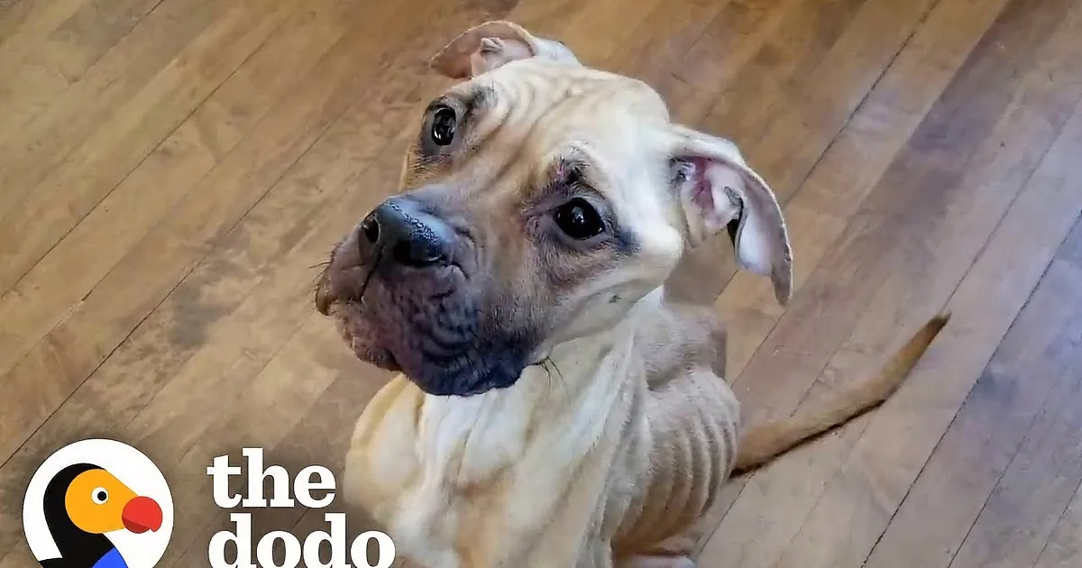 Starving Pitbull Transforms Into Smooshy Girl That Loves Her Ice Cream Sundaes