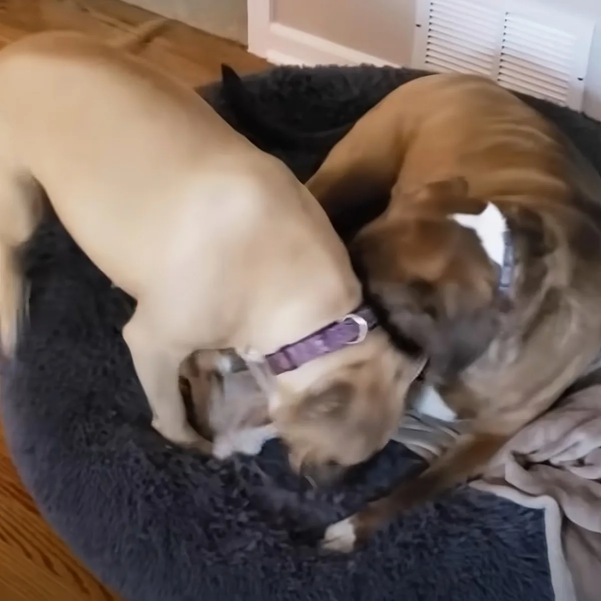 Two dogs, one light brown and one dark brown, are cuddling on a dark blanket, appearing relaxed and affectionate.