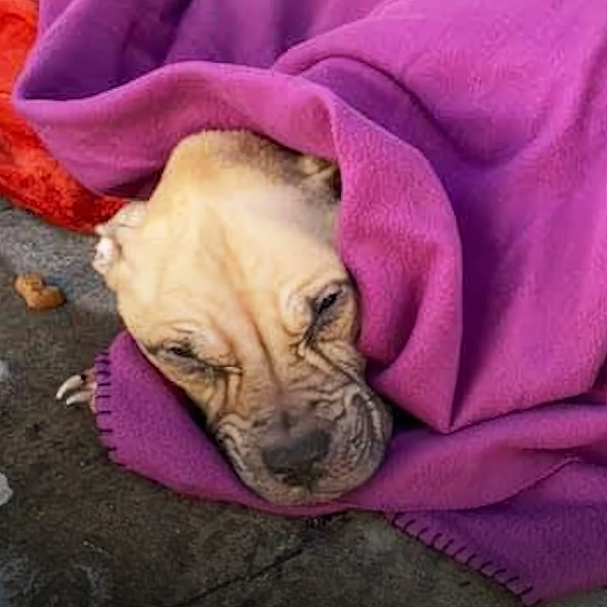 A wrinkled dog's head peeks out from a pink blanket, resting on a concrete surface.