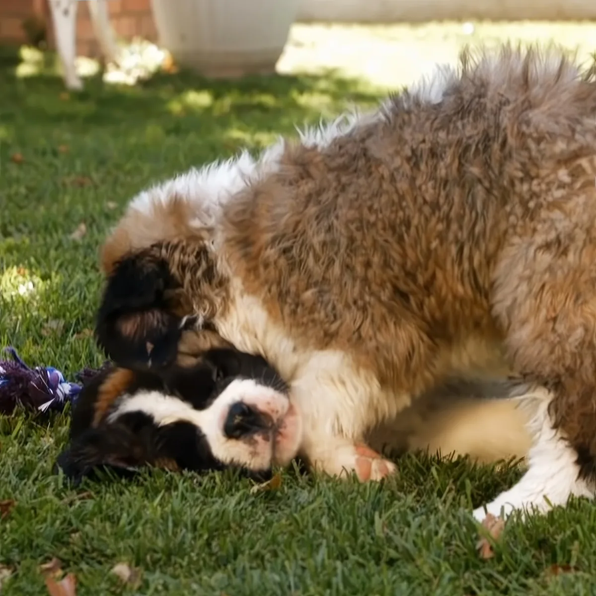 A fluffy brown and white dog is lying on a grassy lawn, with its head resting on its front paws.