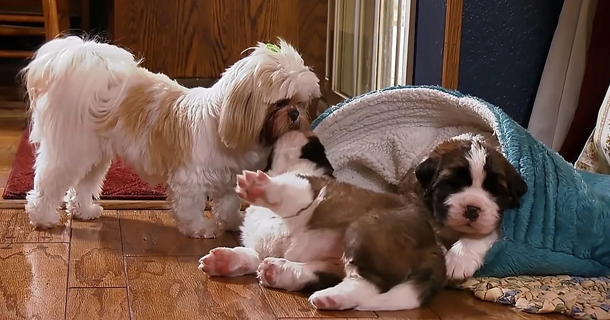 St. Bernard Puppies Grow up Too Fast for Indignant Shih Tzu