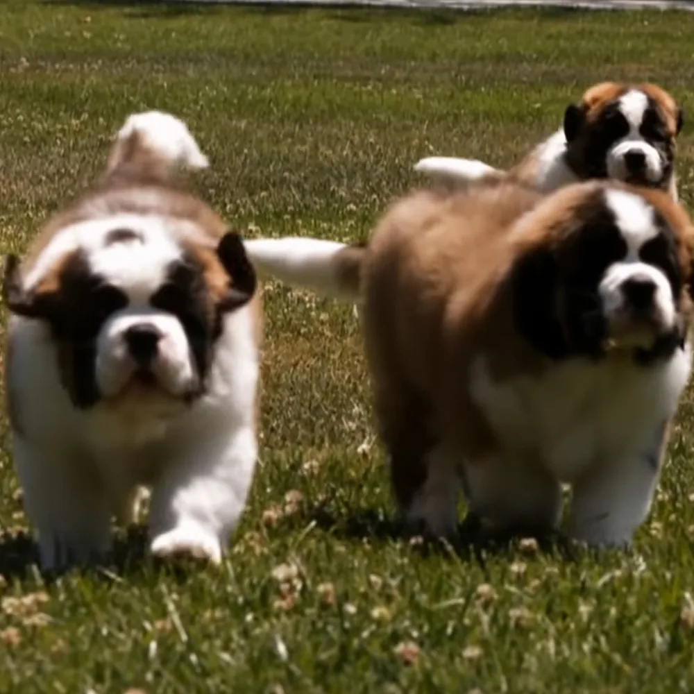 St. Bernard puppies