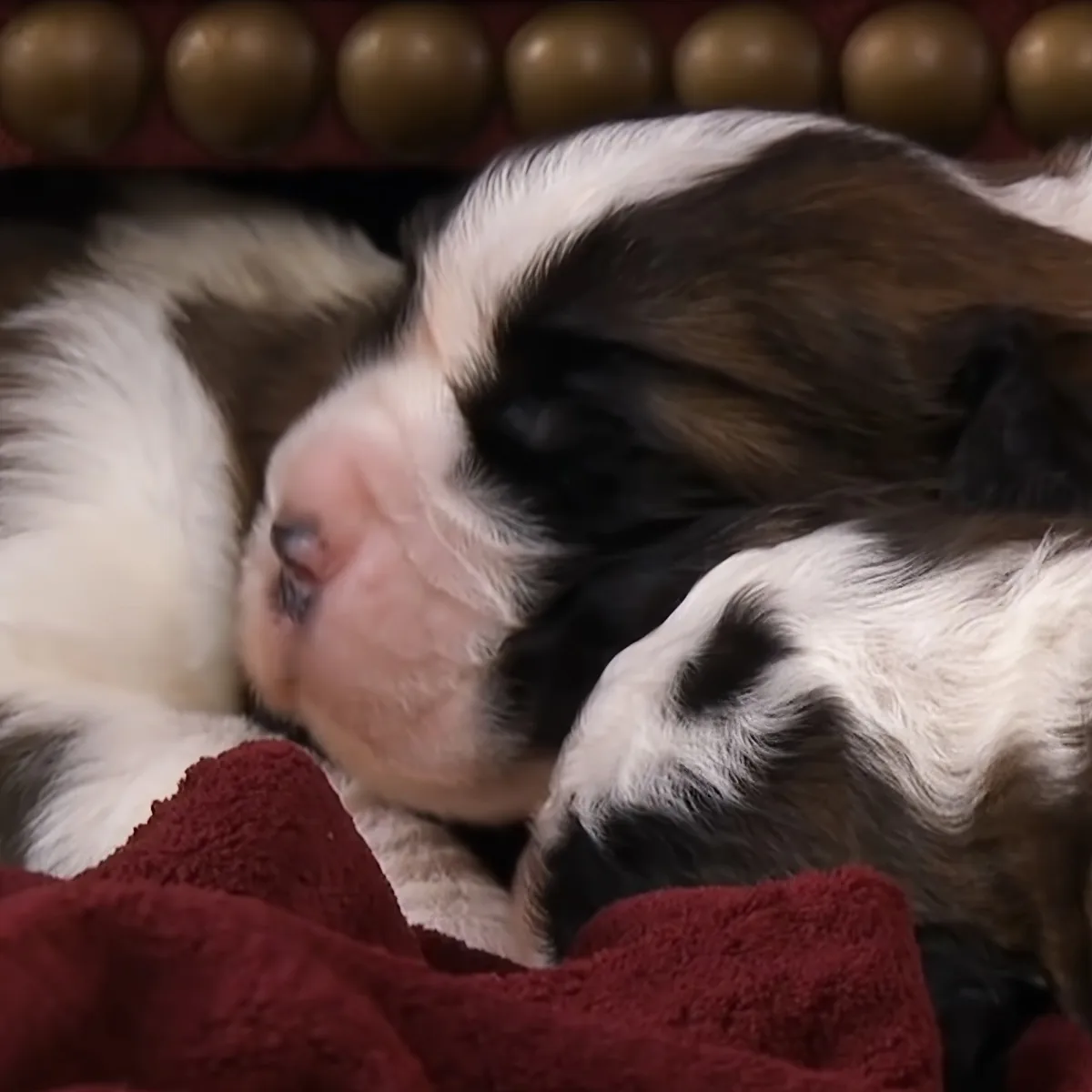 St. Bernard puppies