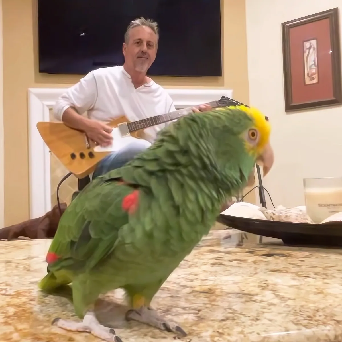A vibrant green parrot with a yellow head perches on a marble surface, while a man plays guitar in the background.