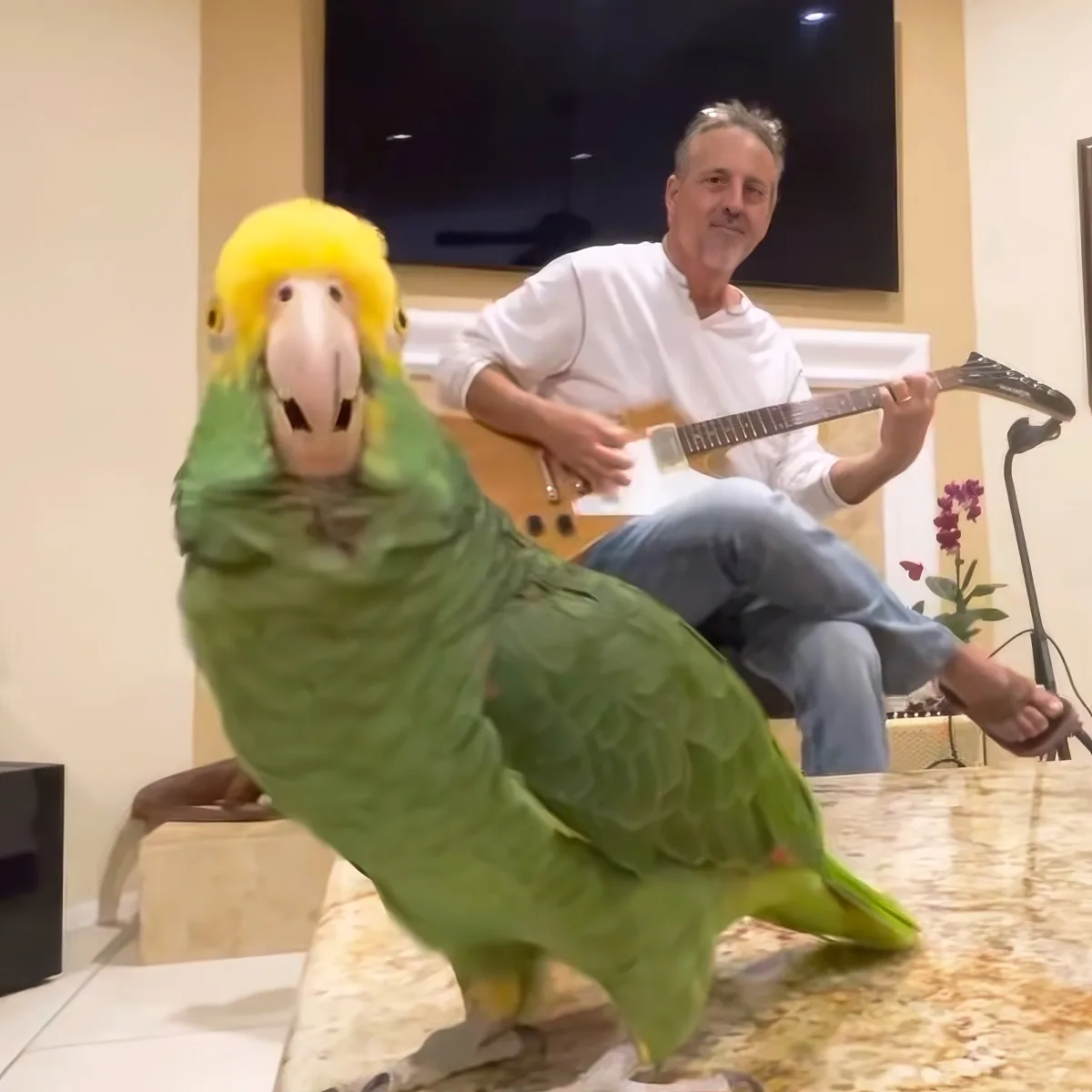 A vibrant green parrot with a yellow head perches on a marble surface, while a man in the background plays a guitar.