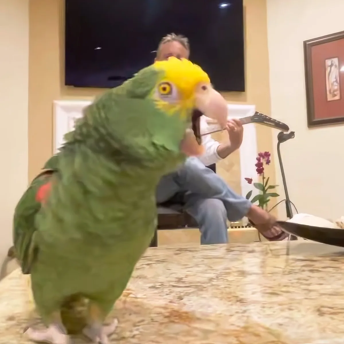 A vibrant green parrot with a yellow head perches on a marble surface, while a person in the background plays a guitar.