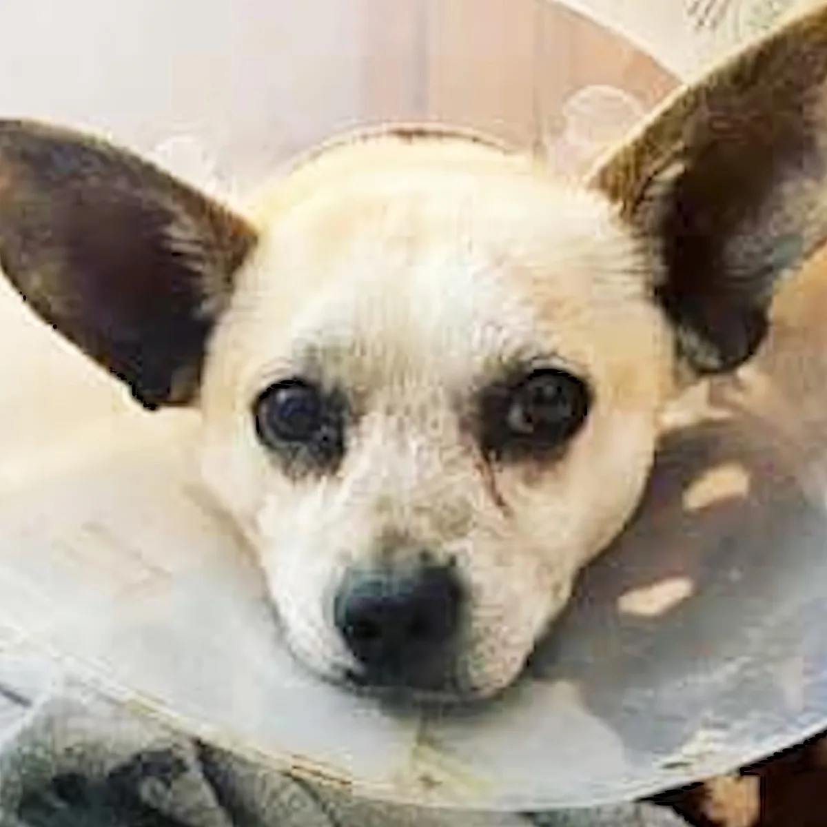 A close-up of a small dog with large ears and a white face resting on a patterned surface.