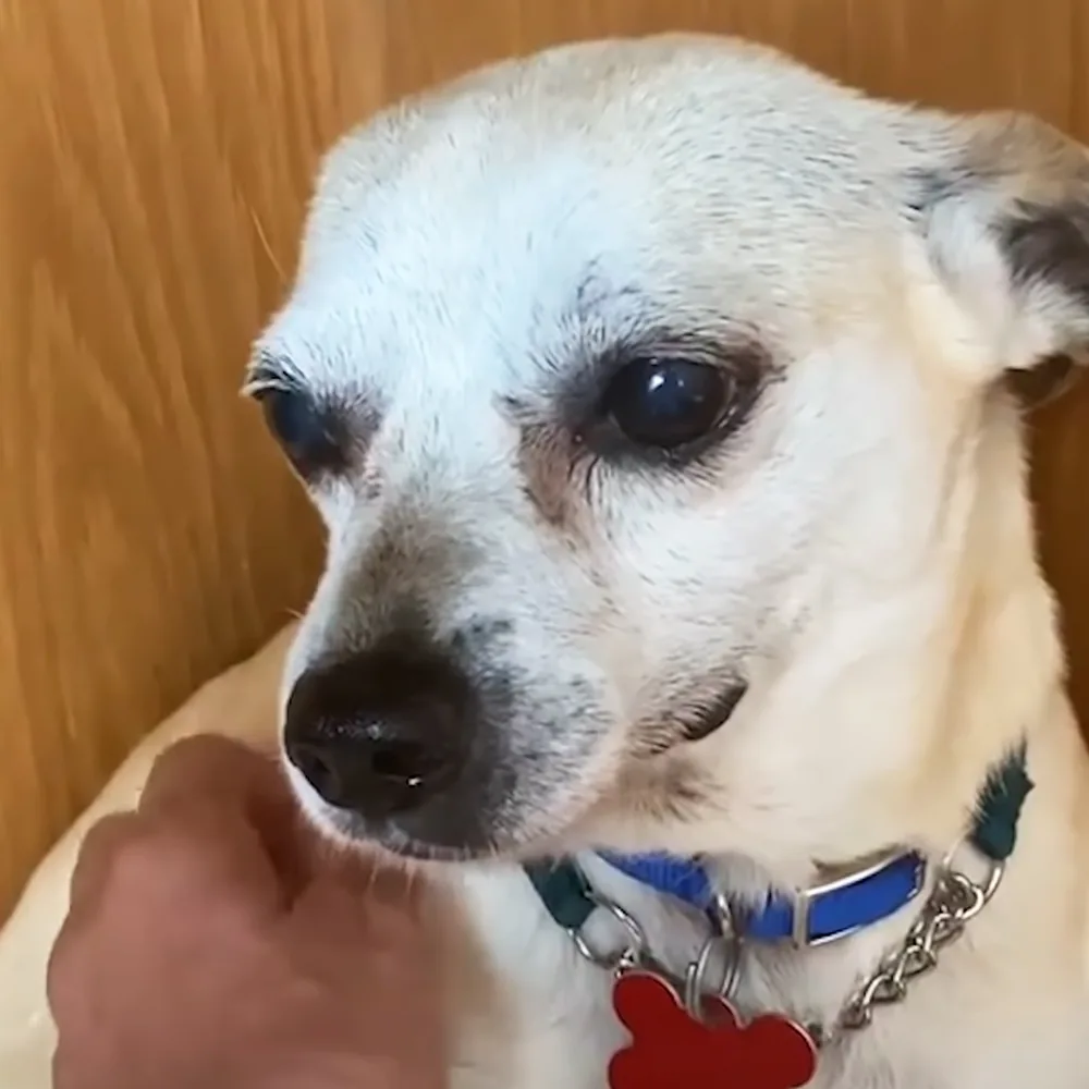 A close-up of a white dog with a blue collar and a red tag, being petted by a hand.