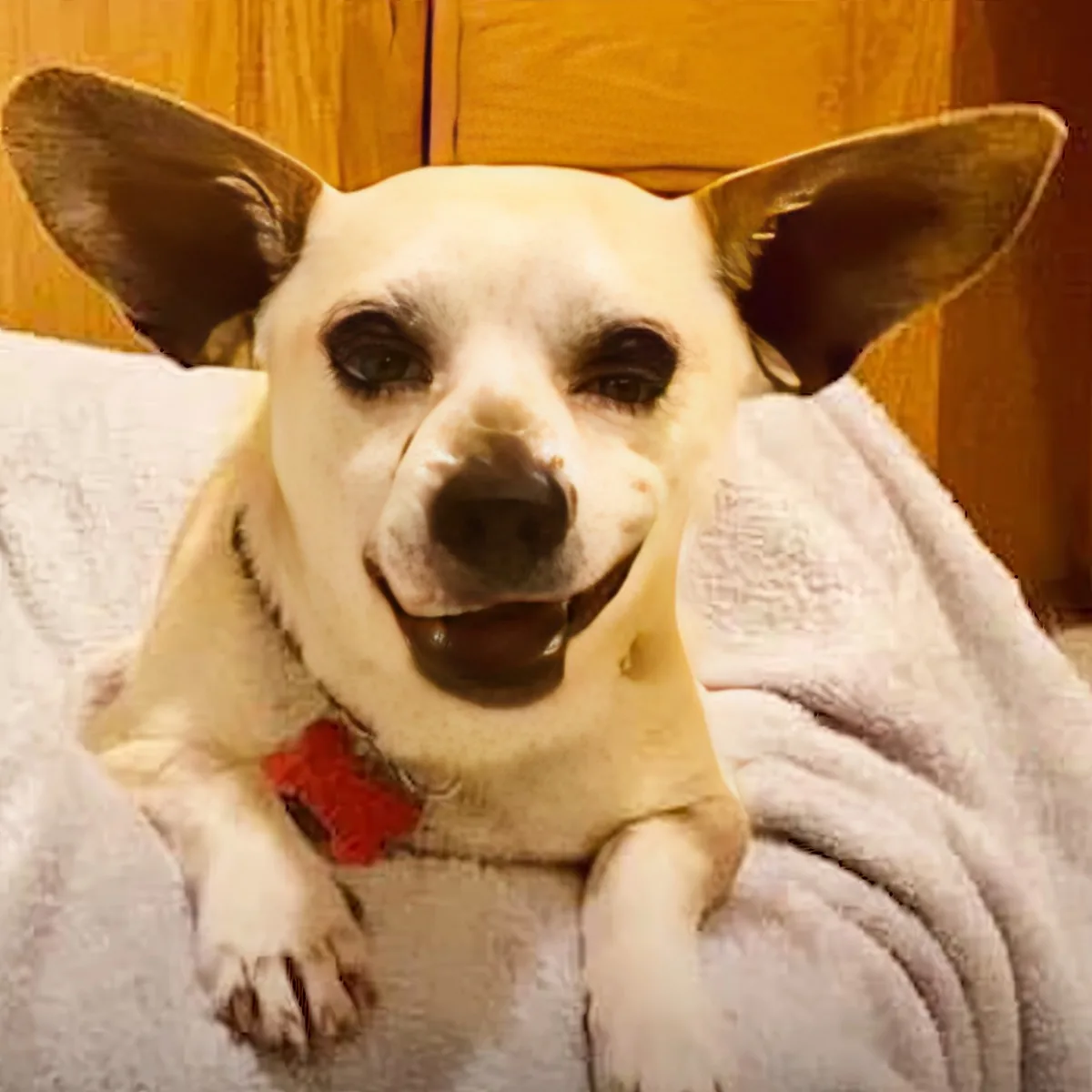 A white dog with large ears and a red collar rests on a white blanket, looking directly at the camera.