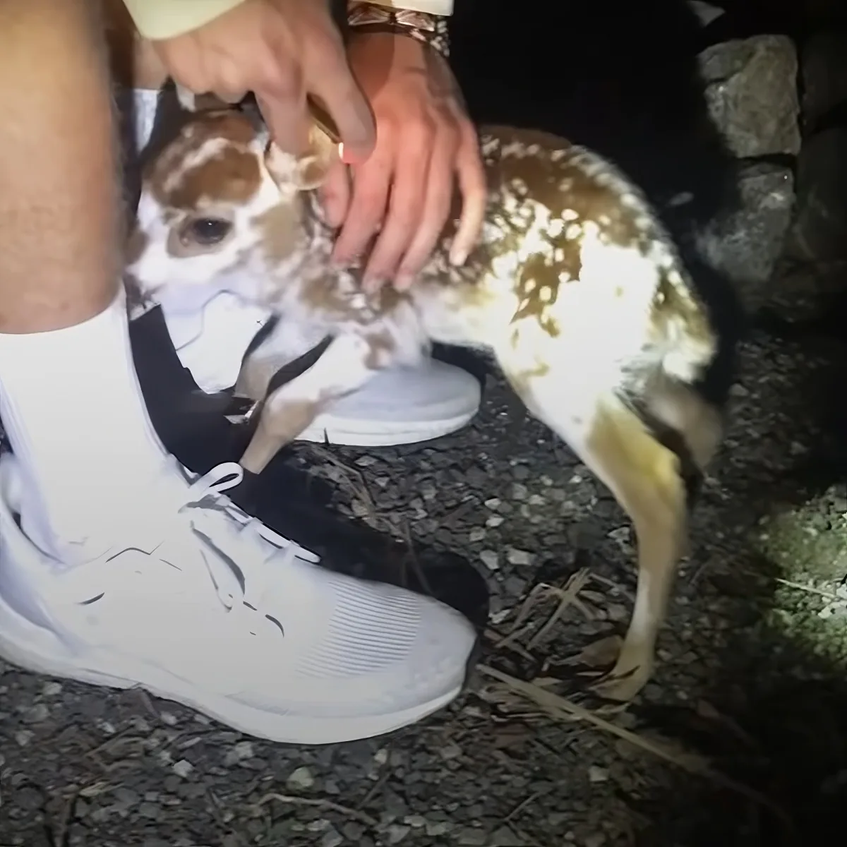 Abandoned baby deer
