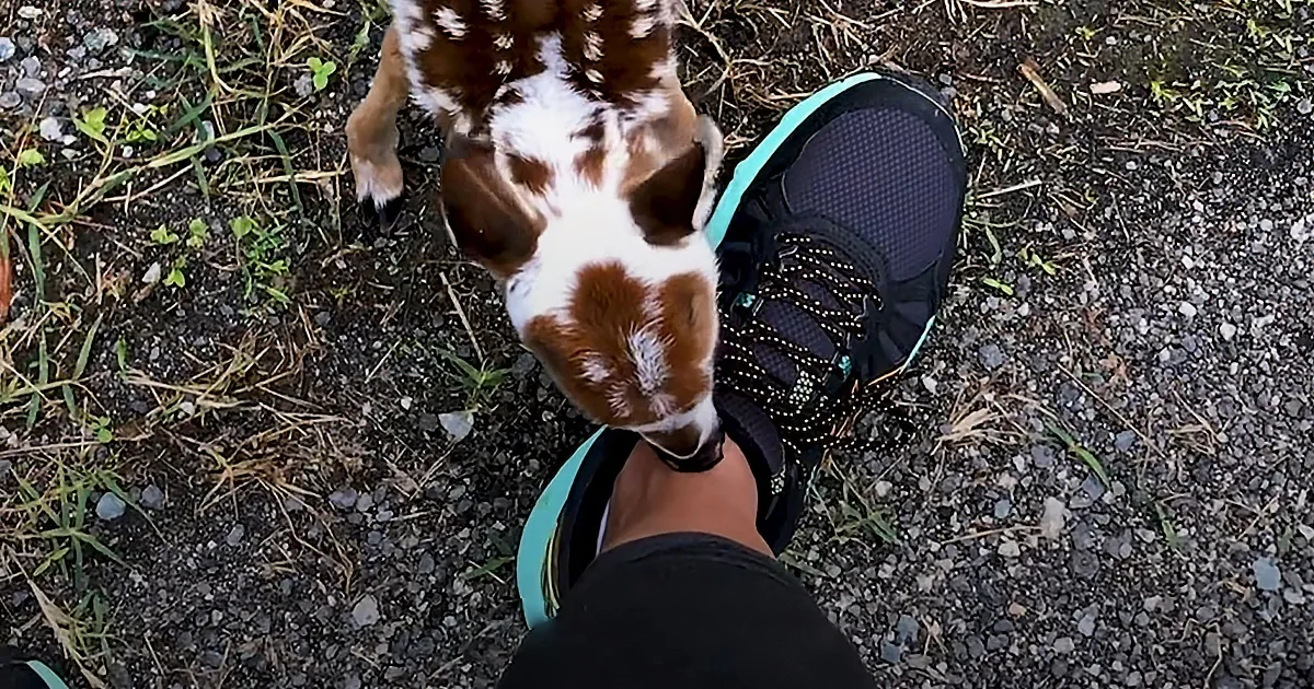 A small brown and white dog sniffs a person's black and teal sneaker on a gravel path.