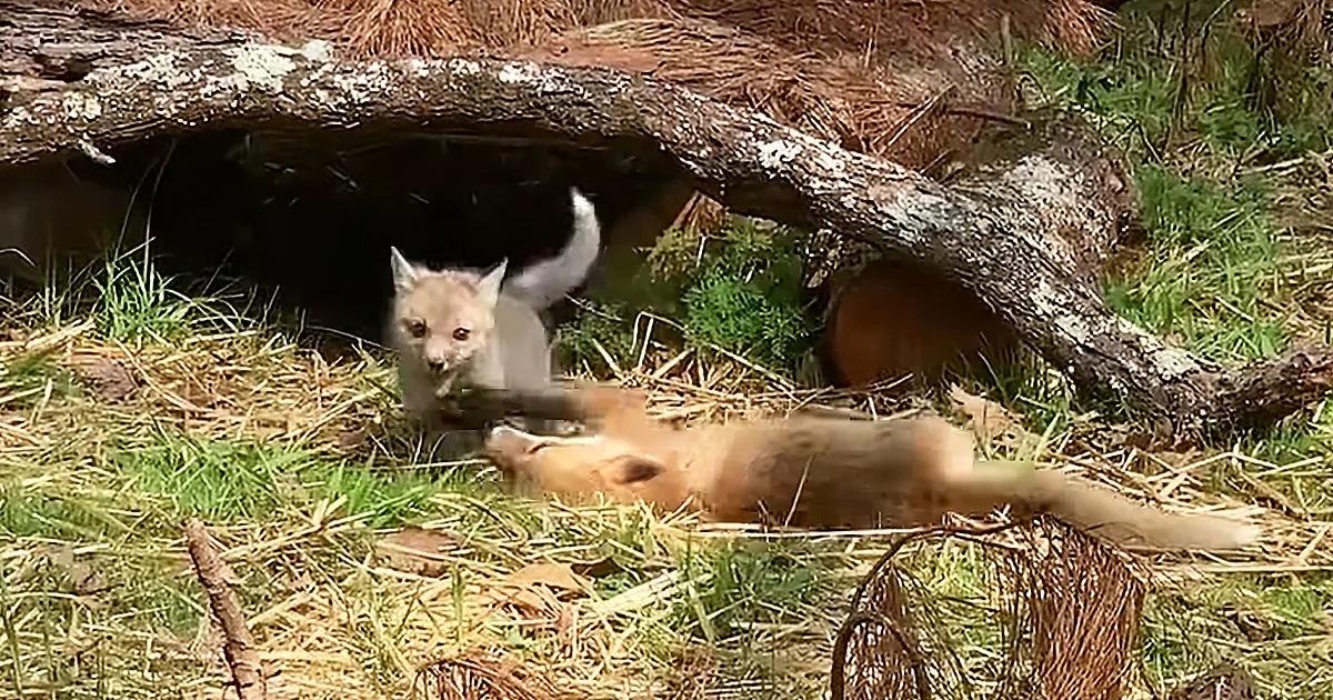 Two Orphaned Baby Foxes Flip out on First Meet and Become Besties