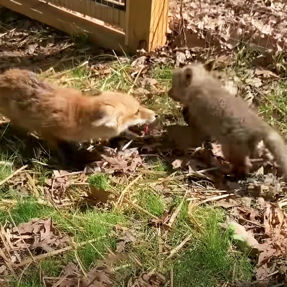 Orphaned baby foxes