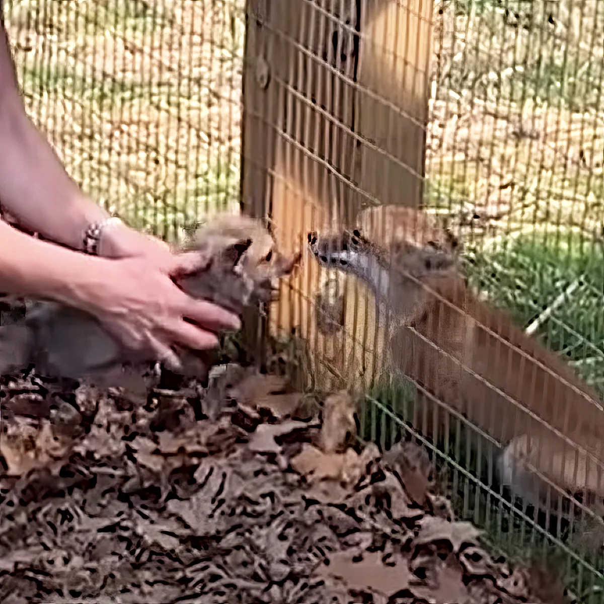 Orphaned baby foxes