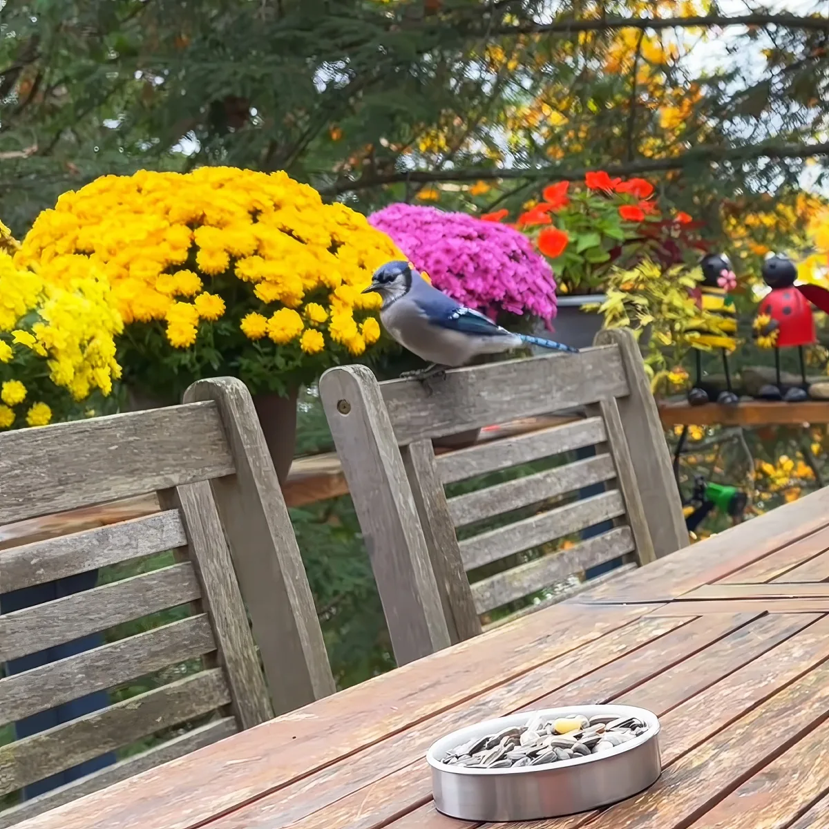 A blue jay perches on a wooden chair back near a table with a bird feeder, surrounded by colorful flowers.