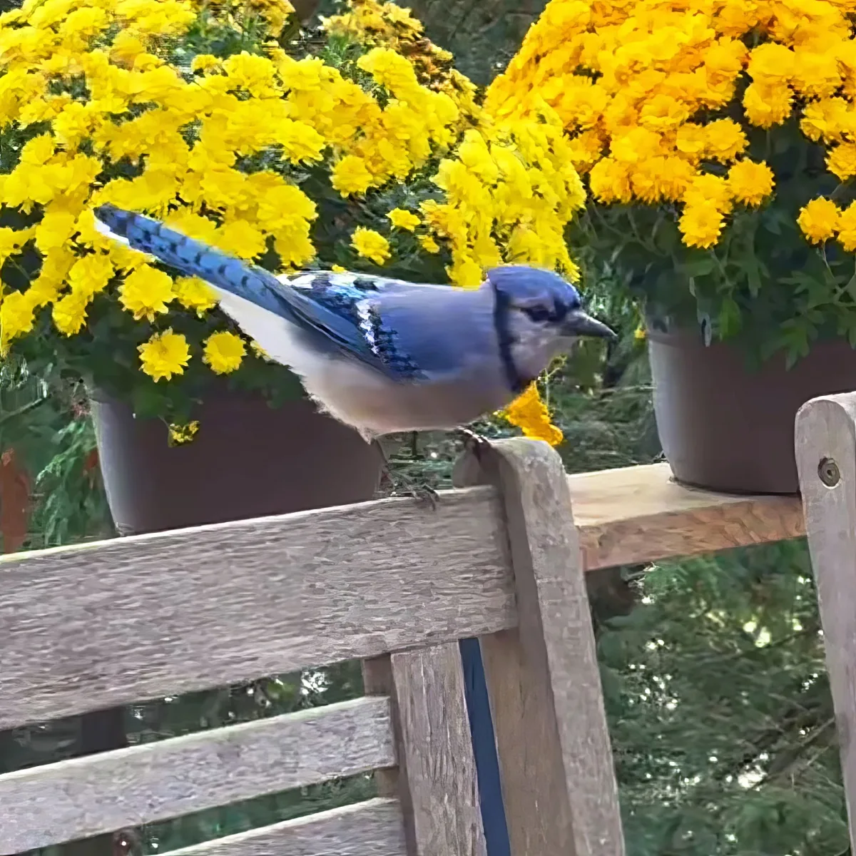 A blue jay perches on a wooden bench railing, surrounded by vibrant yellow flowers in pots.