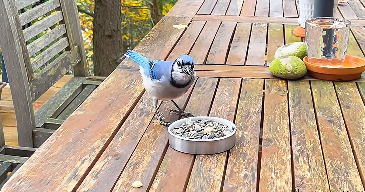Woman's Blue Jay Friend Starts to Talks to Her Frequently