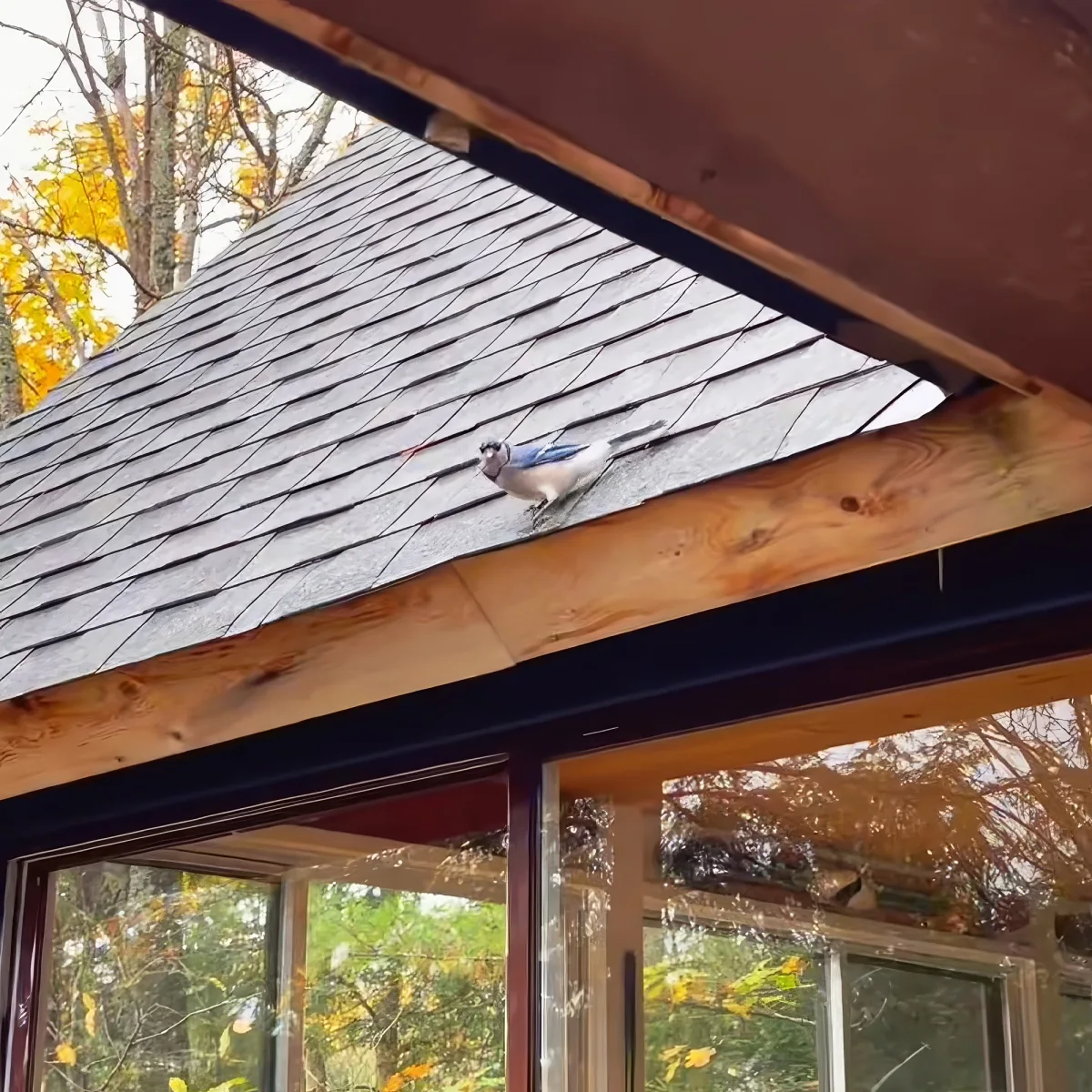 A blue jay perches on a wooden beam above a glass window, with autumn foliage in the background.