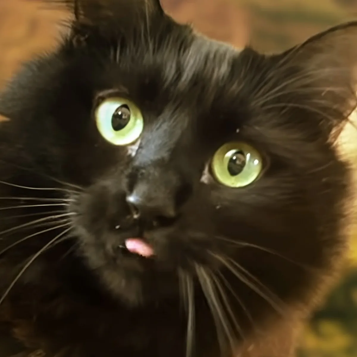 A black cat with striking green eyes and a slightly open mouth is looking up.