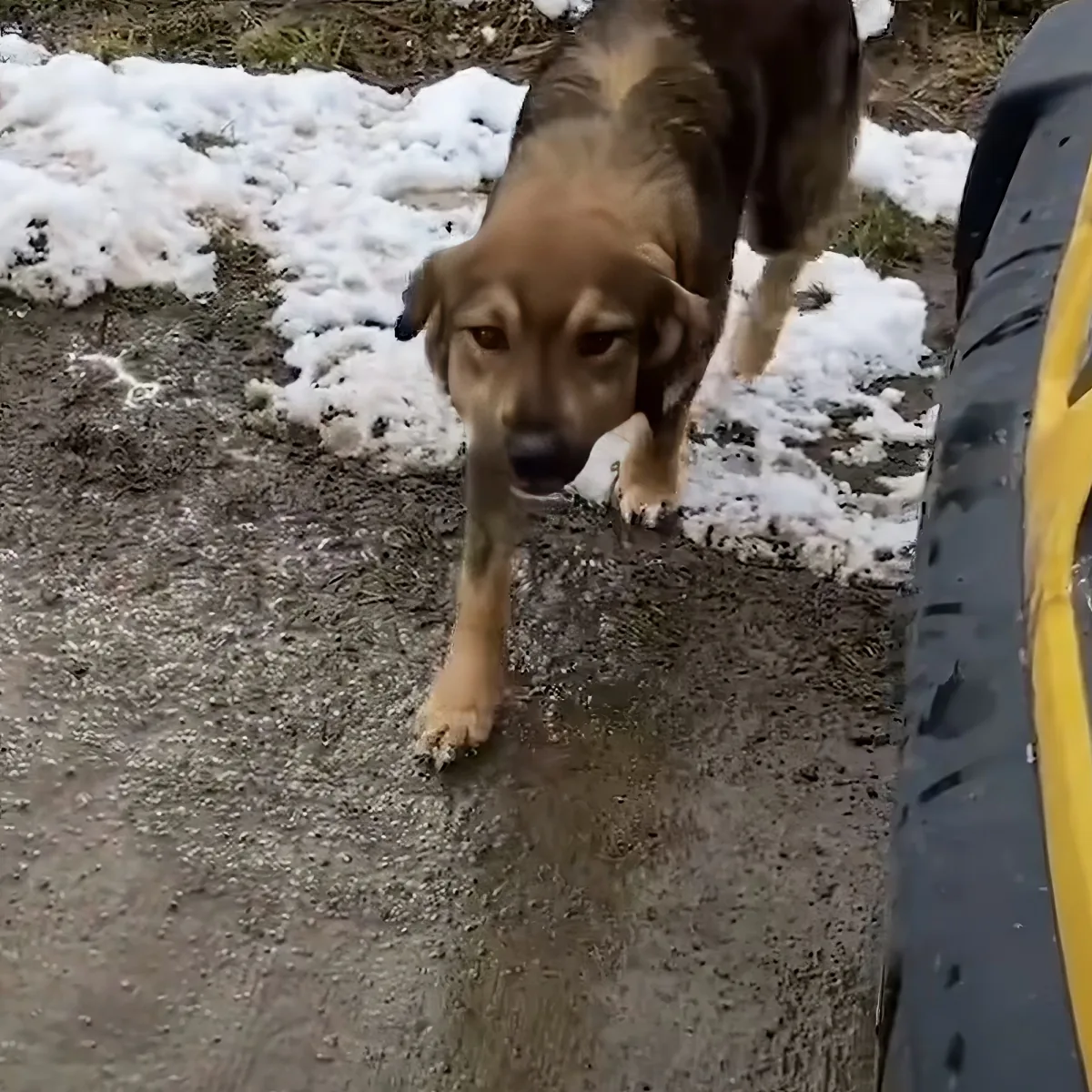 A brown dog stands on a wet, snowy ground near a vehicle.