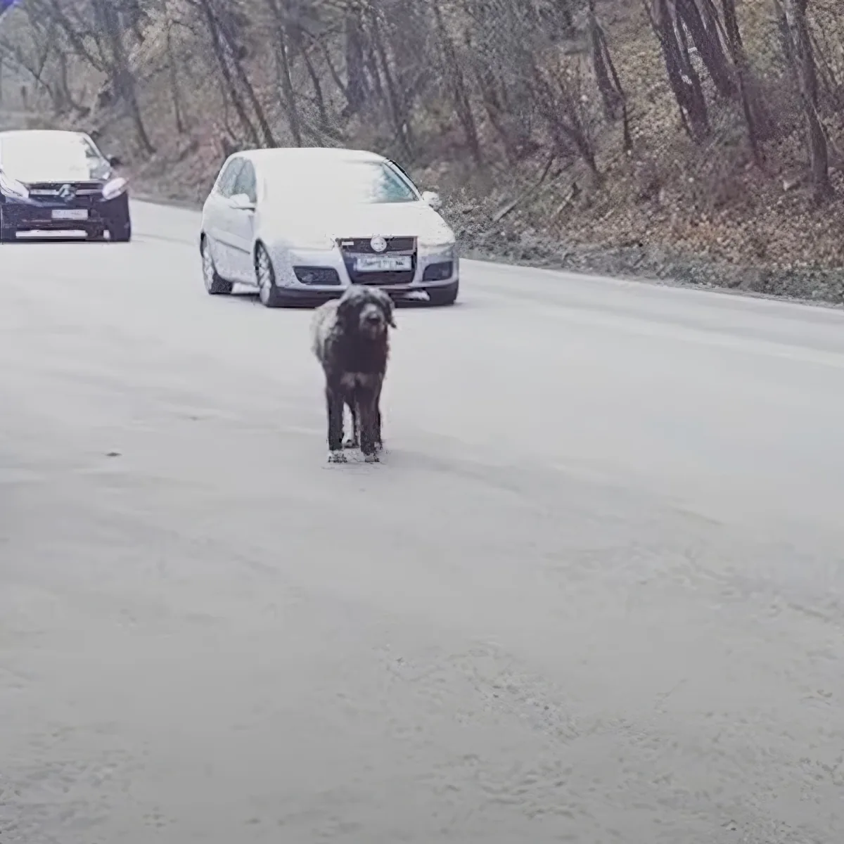 A dog stands in the middle of a road, facing the camera, with two cars behind it.