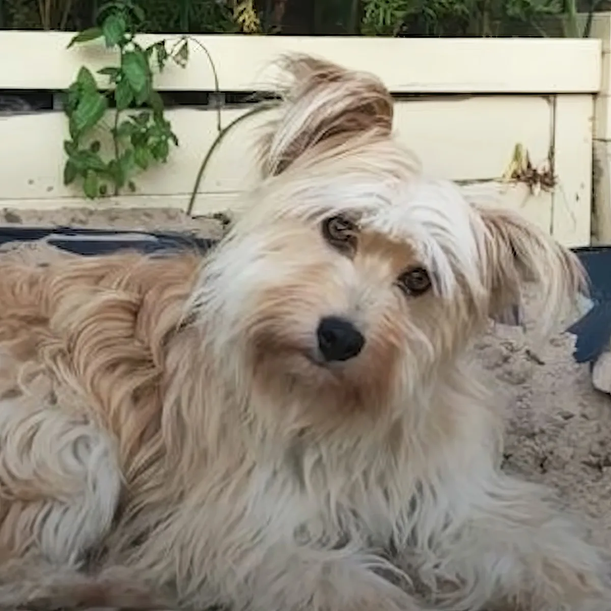 A fluffy, light-colored dog with long hair and a black nose is lying down, looking directly at the camera.