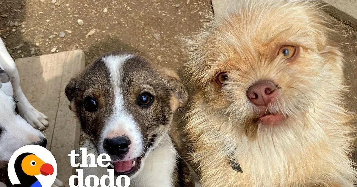 Woman Saves Over 400 Dogs She Finds Abandoned Everyday