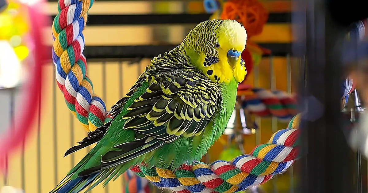 Cute Budgie Has Clever Tricks to Get Owner's Attention