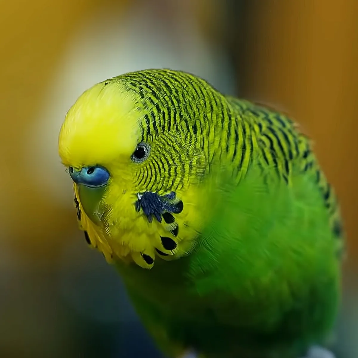A vibrant green and yellow parakeet with a blue beak and black spots on its chest is perched against a blurred background.