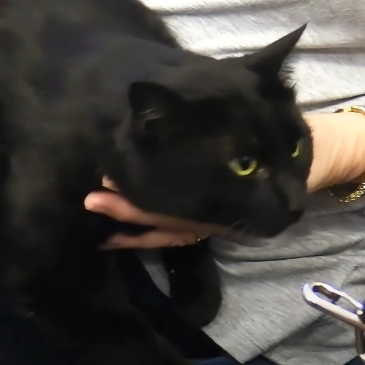 A black cat with striking yellow eyes is being held gently by a person's hand.