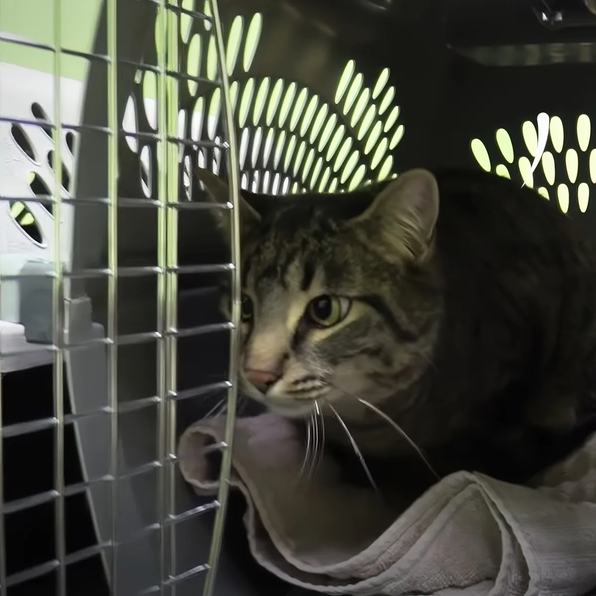 A tabby cat with green eyes is inside a metal cage, looking out with a curious expression.