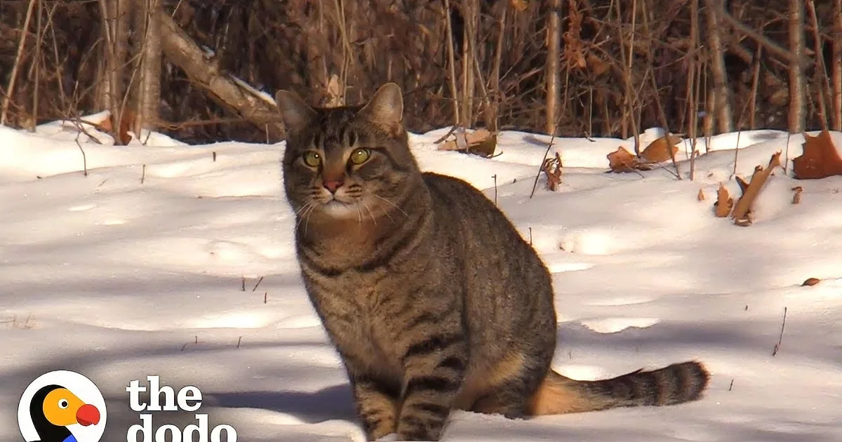 For These Lucky Kitties, a New Year Means a New Home