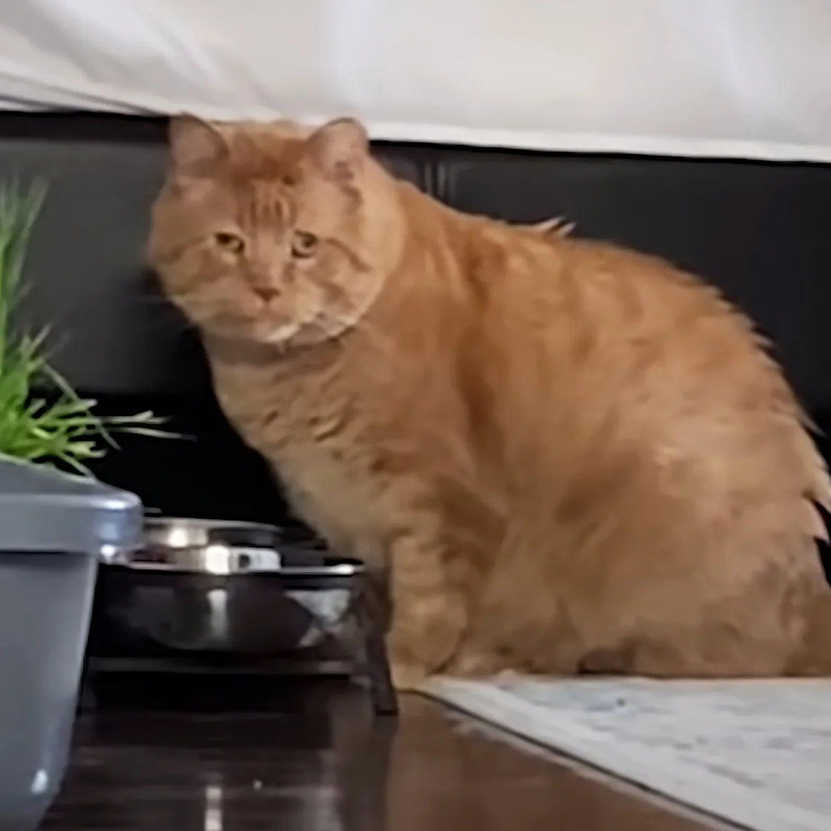 A fluffy orange cat sits on a table near a plant and a bowl, looking directly at the camera.