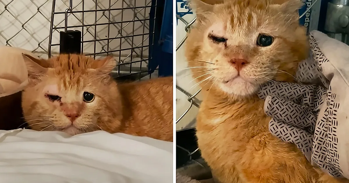 After 84 Long Days, Foster Mother Finally Wins Over Untamed Cat