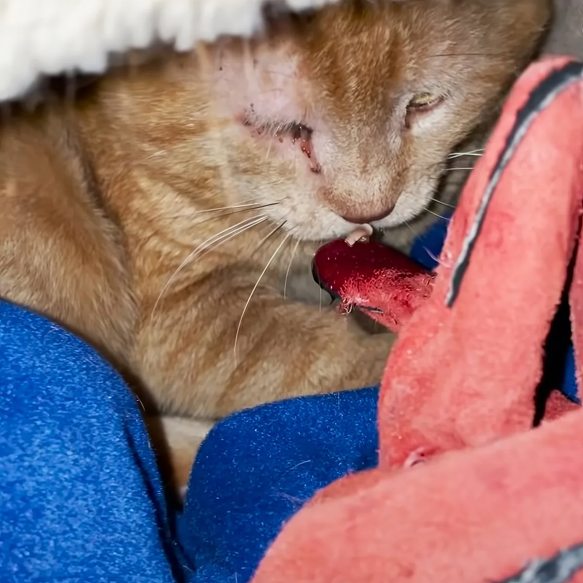 An orange tabby cat with a bloody nose rests on a blue and red blanket.