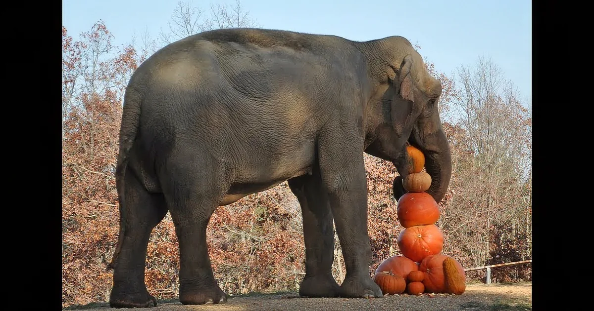 Playful Elephants Smash Giant Pumpkins at Annual Festival