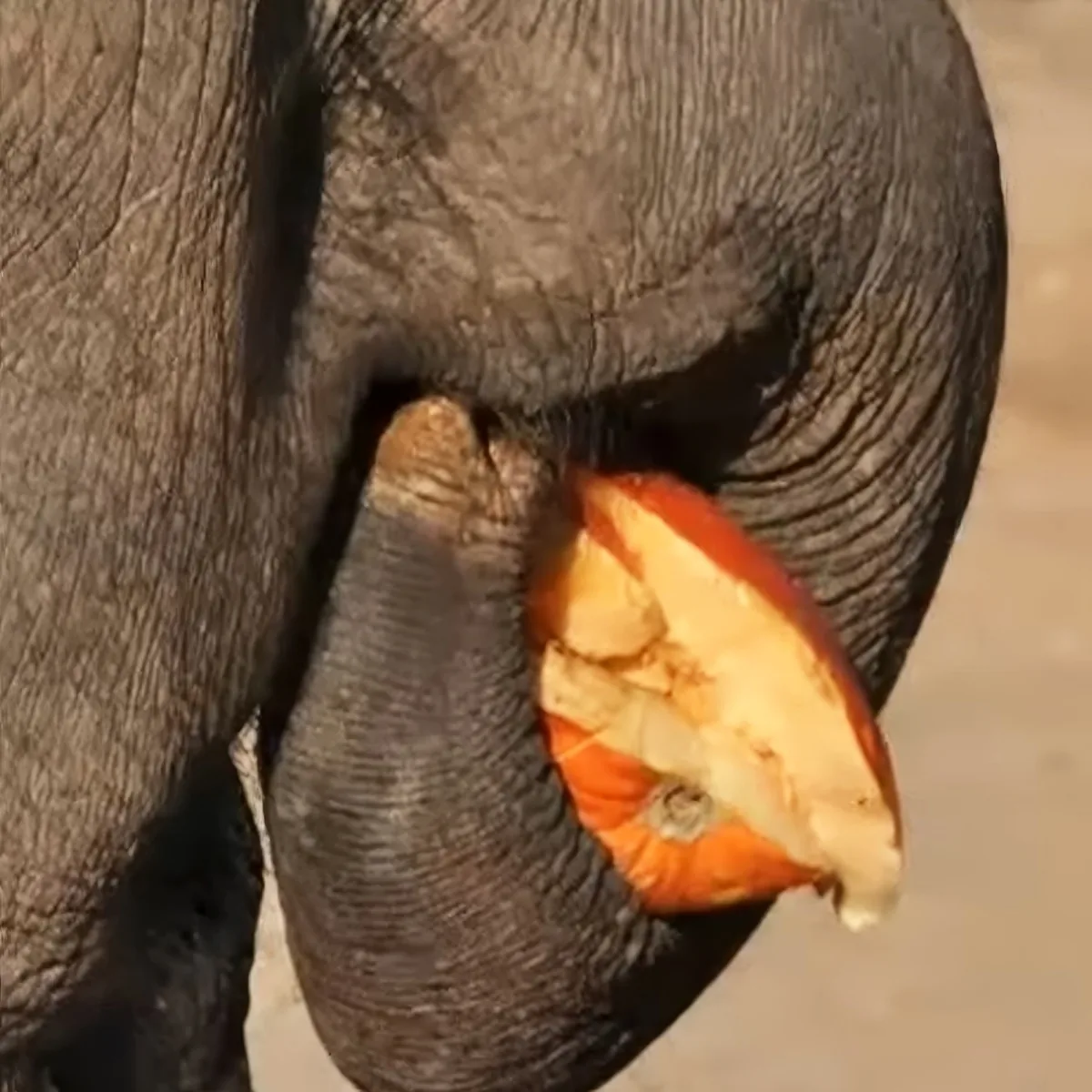 Elephants smashing pumpkins