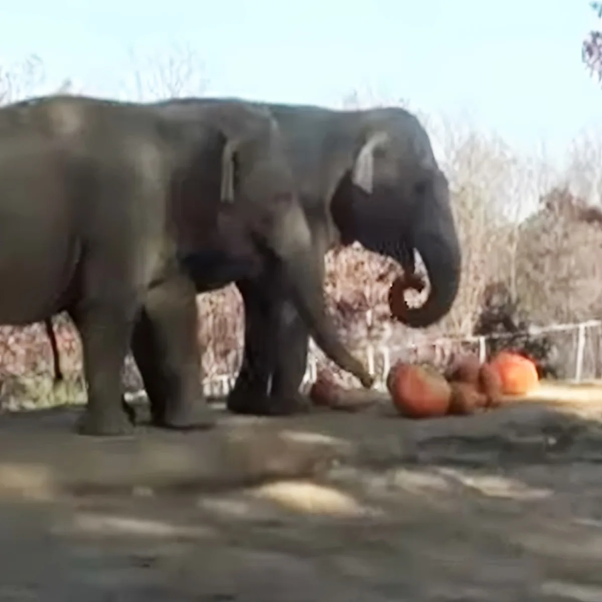 Elephants smashing pumpkins