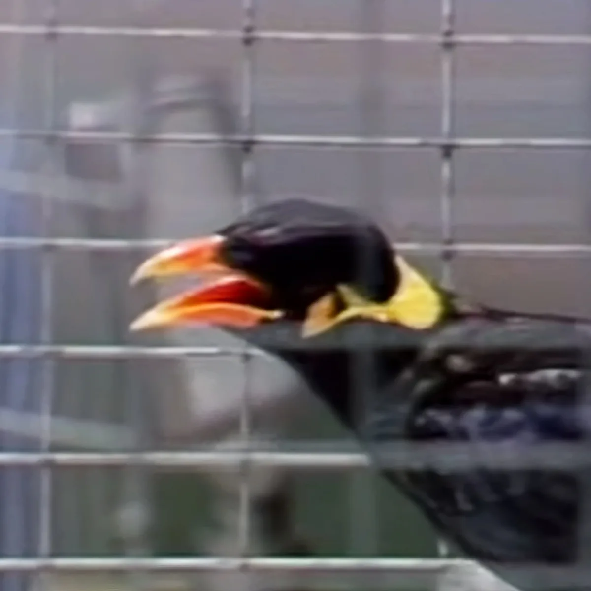 A toucan with a large, colorful beak is perched on a branch, set against a blurred background.